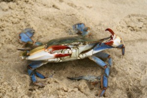 tawes-crab-feast
