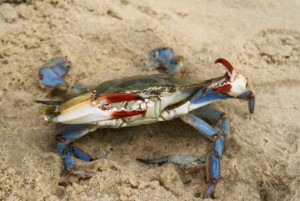 tawes-crab-feast